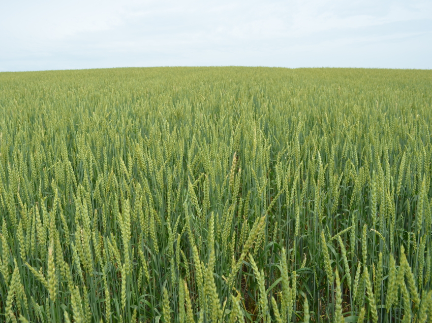 ​Хозяйствам Забайкалья компенсировали 25,5 миллиона рублей на затраты по агрострахованию