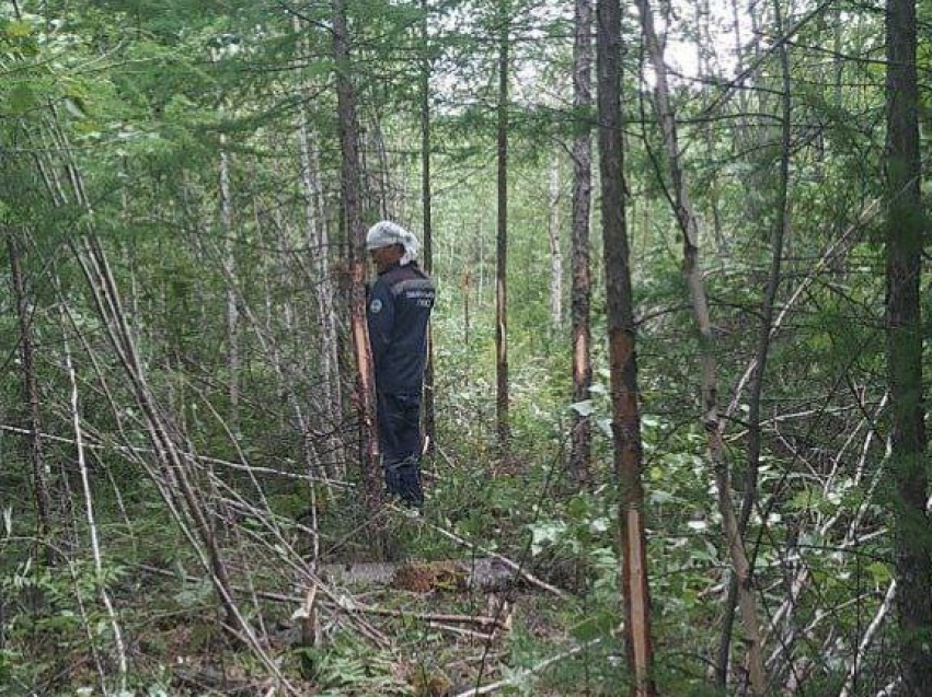 Лесные пожарные Шелопугинского «Забайкаллесхоз» проводят лесовосстановительные мероприятия