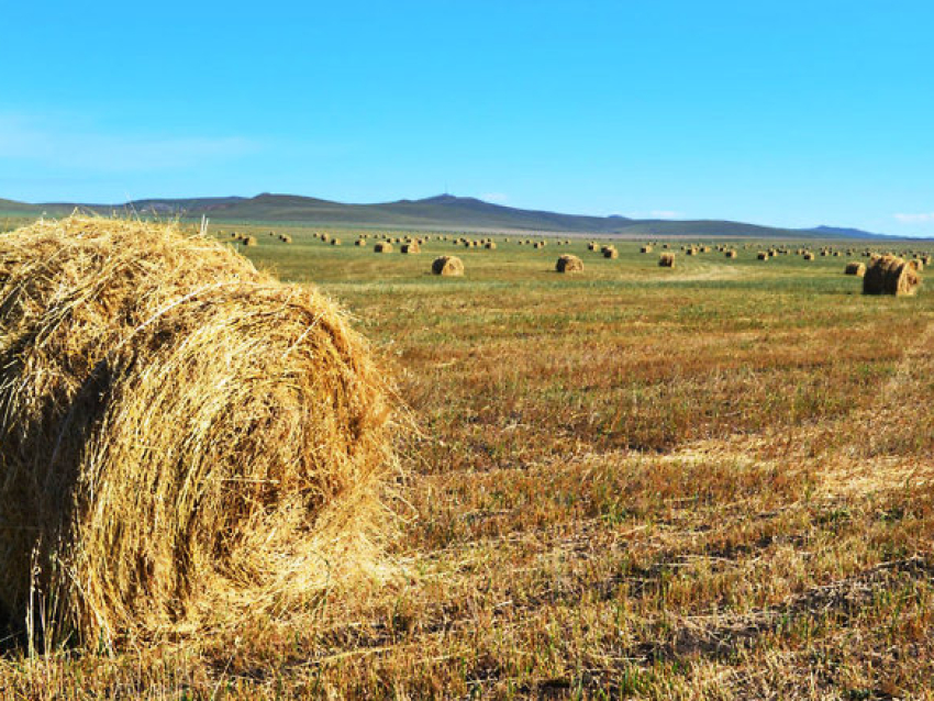 ​Хозяйства Забайкалья продолжают сенокос: на зимовку скота заготовлено 113 тысяч тонн кормов