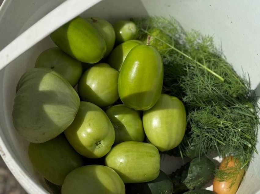 Пациенты больницы Кандинского собрали свой первый богатый урожай в 2025 году