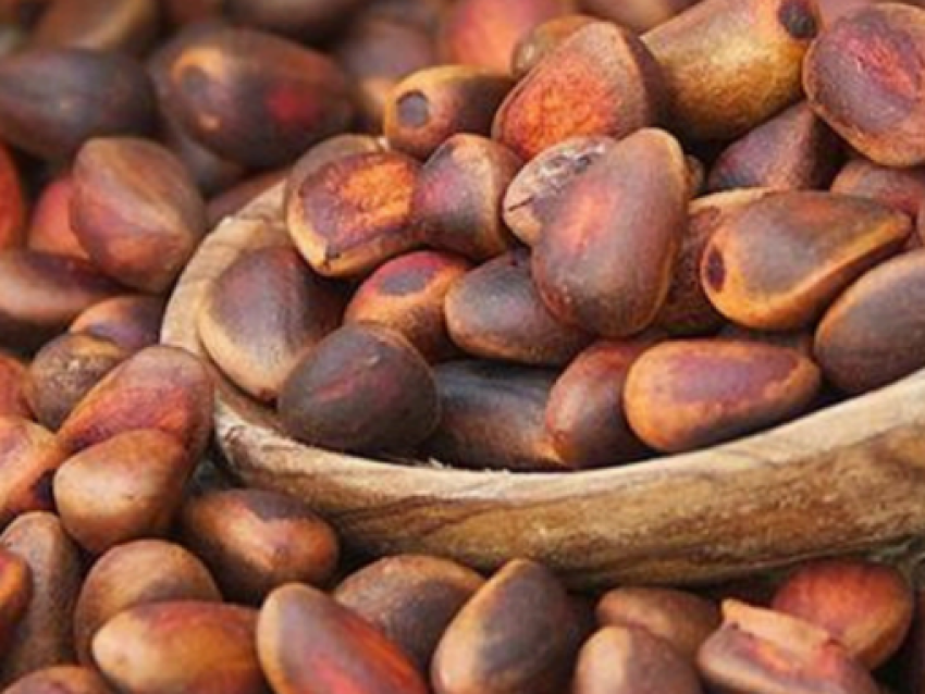 Монгольские инвесторы откроют в Забайкалье завод по переработке кедровых орехов