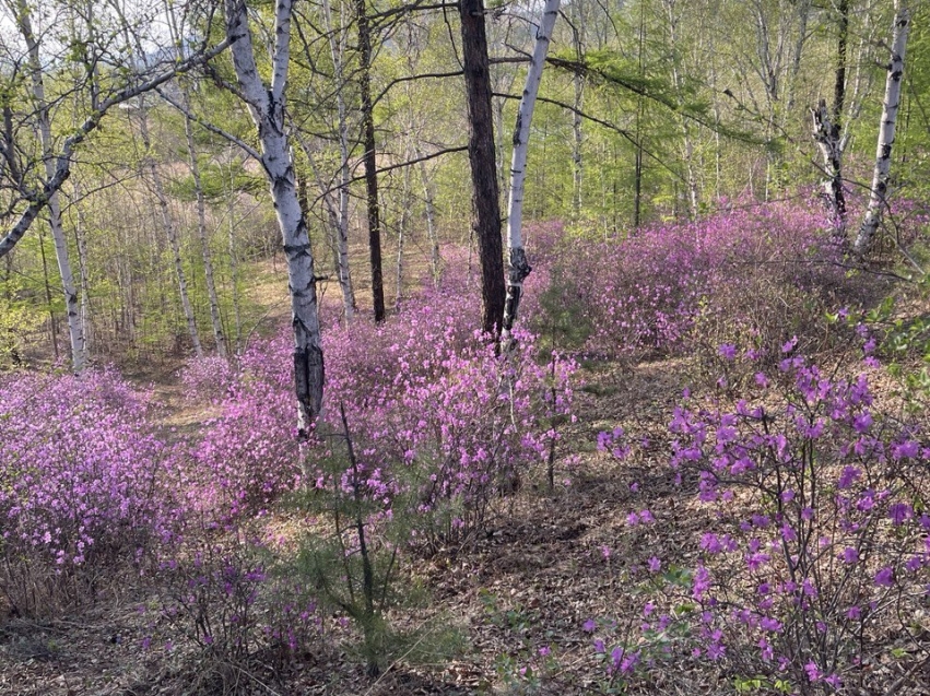 Забайкальцев приглашают через Всероссийский конкурс показать миру красоту родного края 