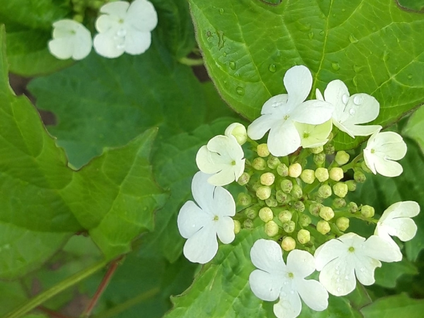 Супруги из Ясногорска назвали свою дочь «медовым» именем