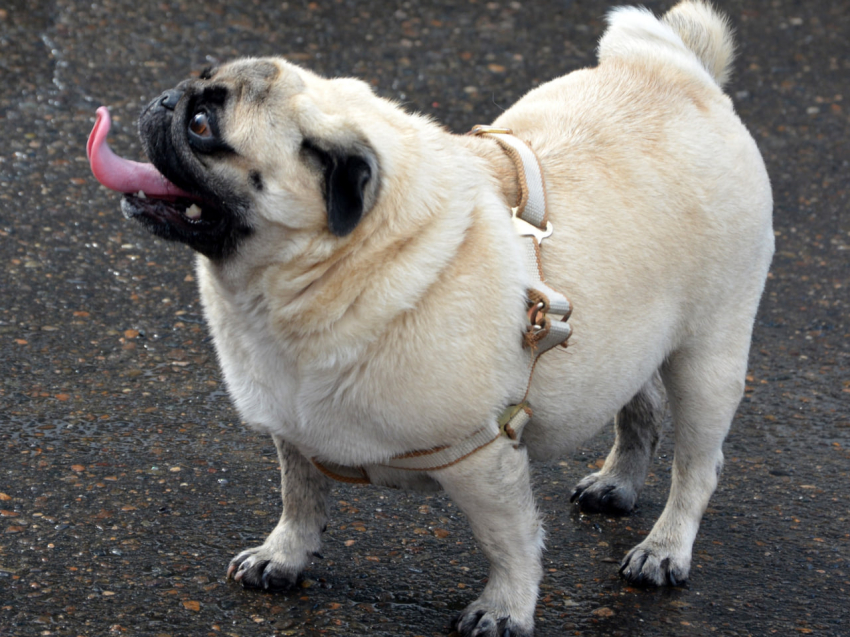 В Чите пройдёт благотворительный «Хвостатый забег» для собак