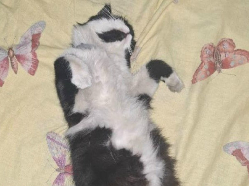 ​Читинские ветеринары помогли бойцам на СВО сделать операцию коту