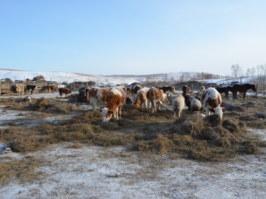 ​Семейным фермам Забайкалья предоставят средства господдержки на сумму 53 миллиона рублей