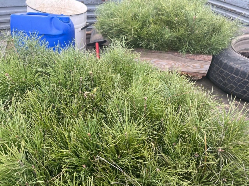 ​Акшинские лесные пожарные выполнили план по нацпроекту «Экологическое благополучие»