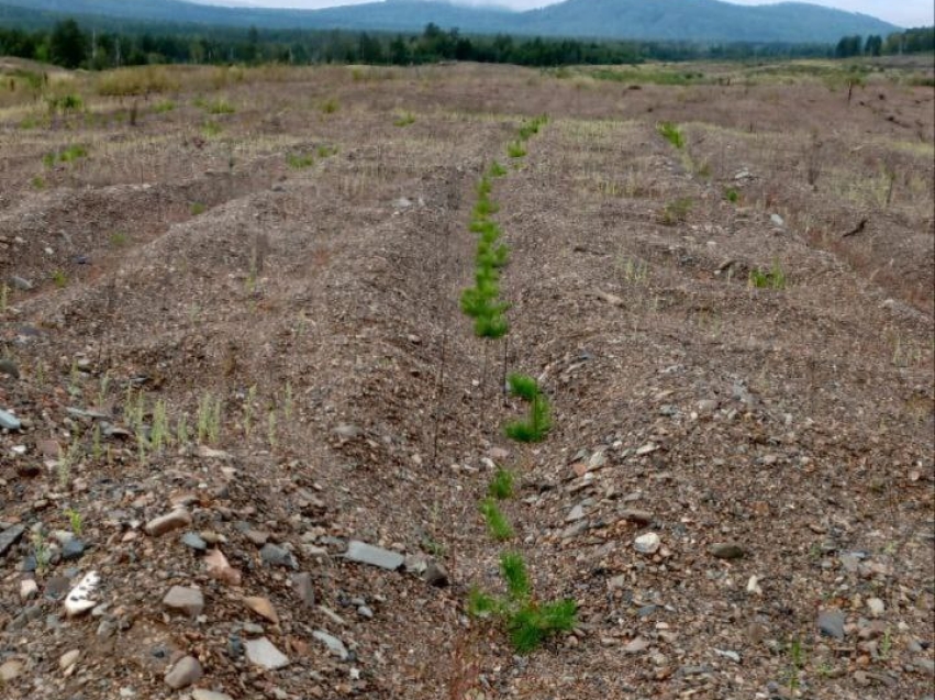 Лесные пожарные Газимуро-Заводского «Забайкаллесхоза» завершили работы по национальному проекту ««Экологическое благополучие»