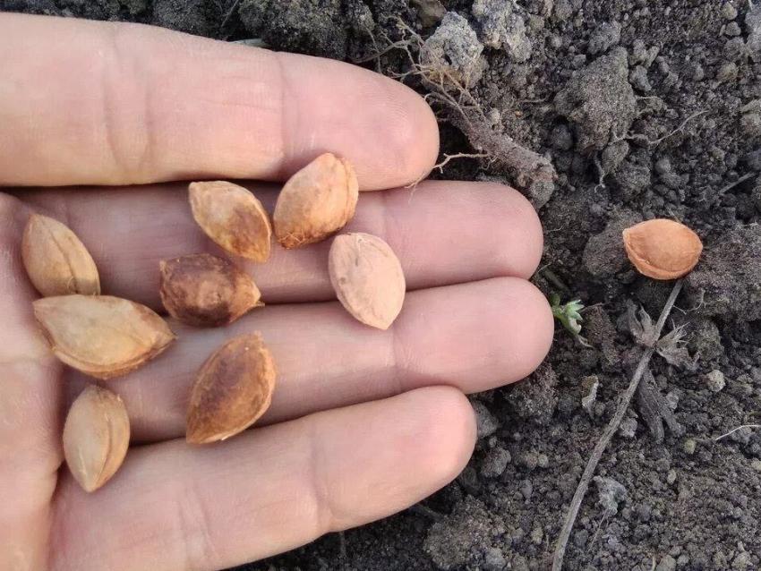 Лесные пожарные Александрово-Заводского «Забайкаллесхоза» превзошли показатели нацпроекта по сбору семян