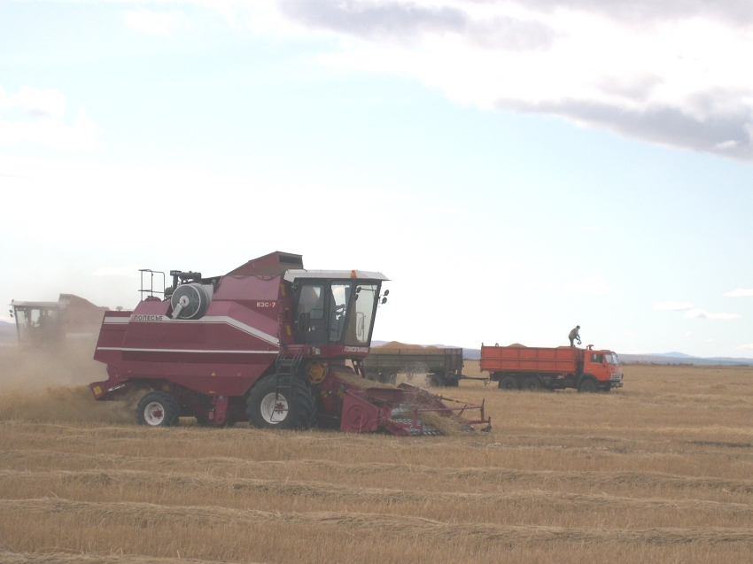 ​Валовой сбор зерновых культур в Забайкалье превысил уровень прошлого года