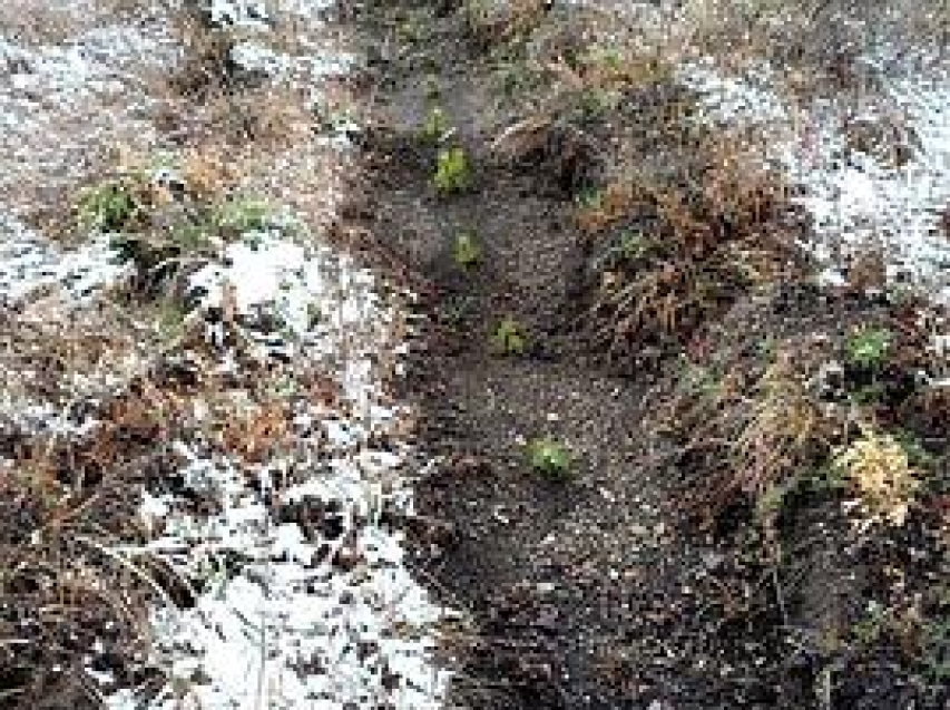 Шилкинский «Забайкаллесхоз» выполнил план нацпроекта «Экологическое благополучие»