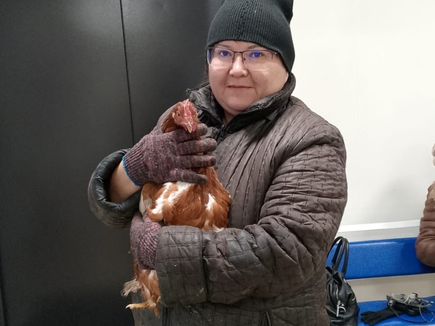 В Забайкалье провели уникальную операцию курице