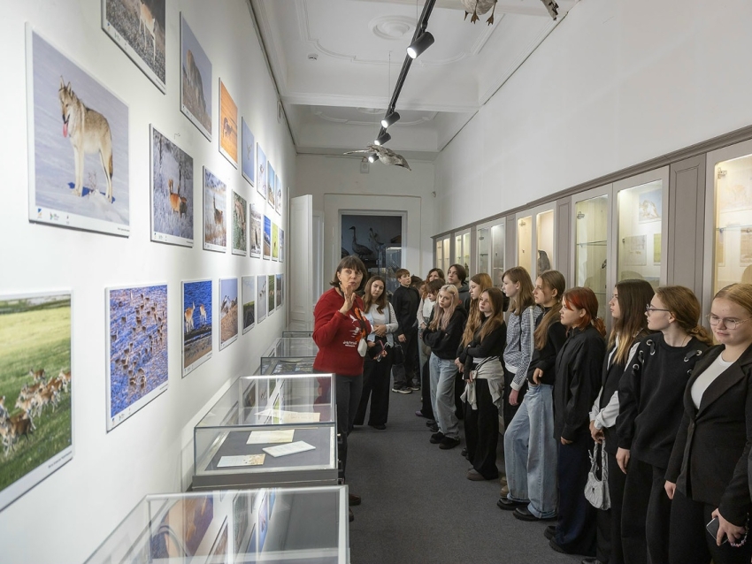 Фотовыставку о краснокнижных дзеренах открыли в краеведческом музее Забайкалья