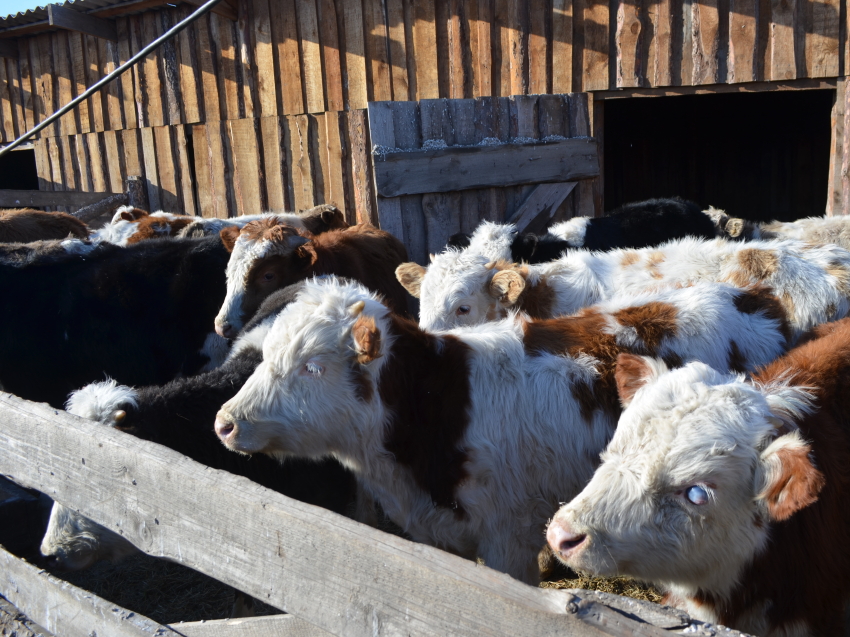 ​Льготные займы Фонда поддержки АПК Забайкалья позволяют хозяйствам наращивать объемы производства