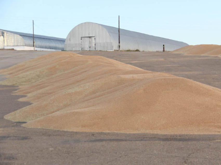 ​Четыре новых сорта зерновых культур помогли аграриям Забайкалья увеличить урожайность