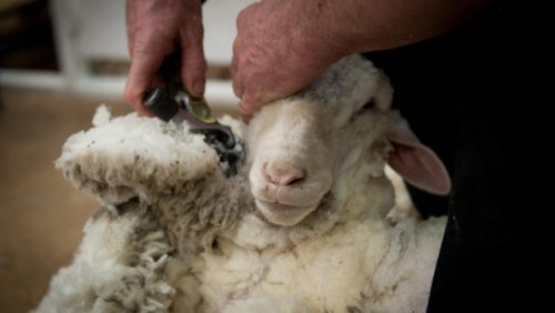 Наилучшие показатели по настригу шерсти овец - в Чернышевском районе
