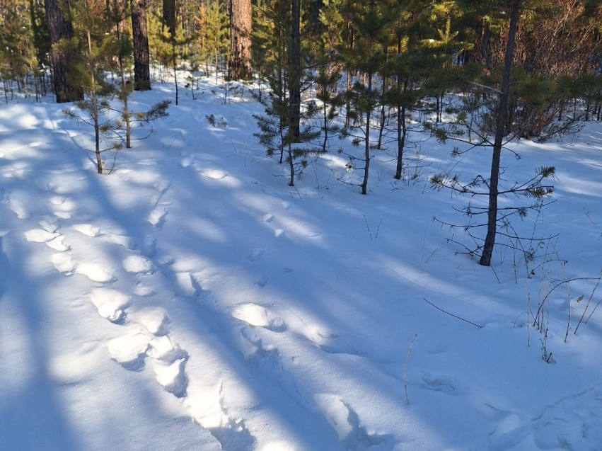 ​В Забайкалье завершается сезон охоты на кабаргу и дикого северного оленя