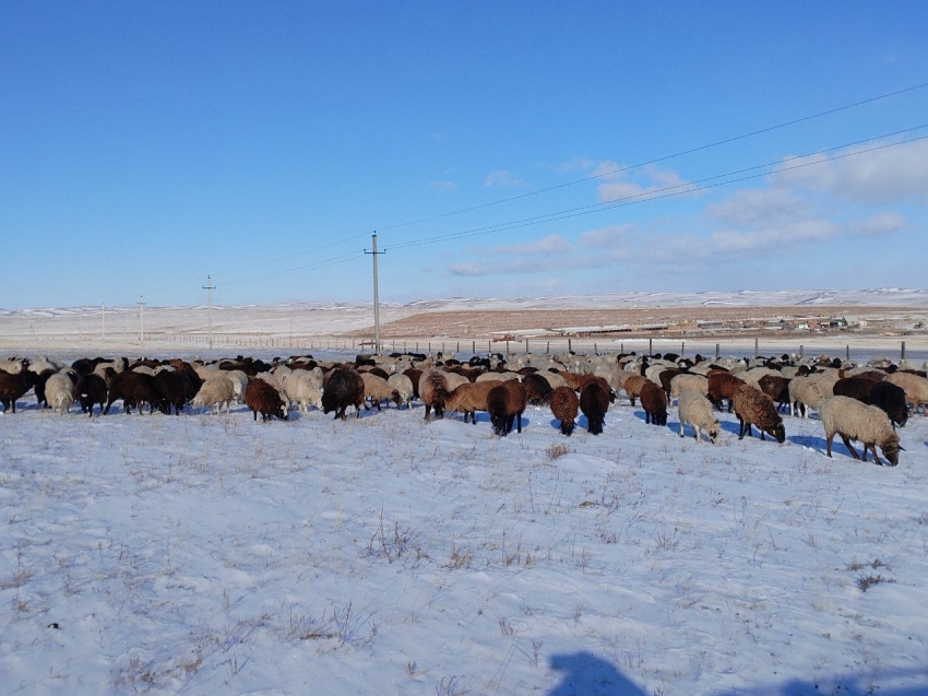 ​Сельхозкооператив «Судунтуй» из Агинского округа увеличит поголовье овец благодаря социальному проекту