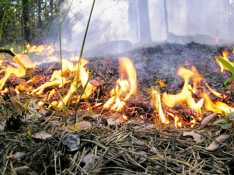 За сутки в Забайкальском крае площадь лесных пожаров сократилась в 50 раз