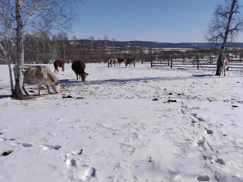 Ветеран СВО из Забайкалья  займется выращиванием крупно-рогатого скота – помогла господдержка