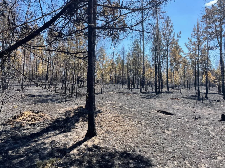 В некоторых округах Забайкальского края начался особый противопожарный режим