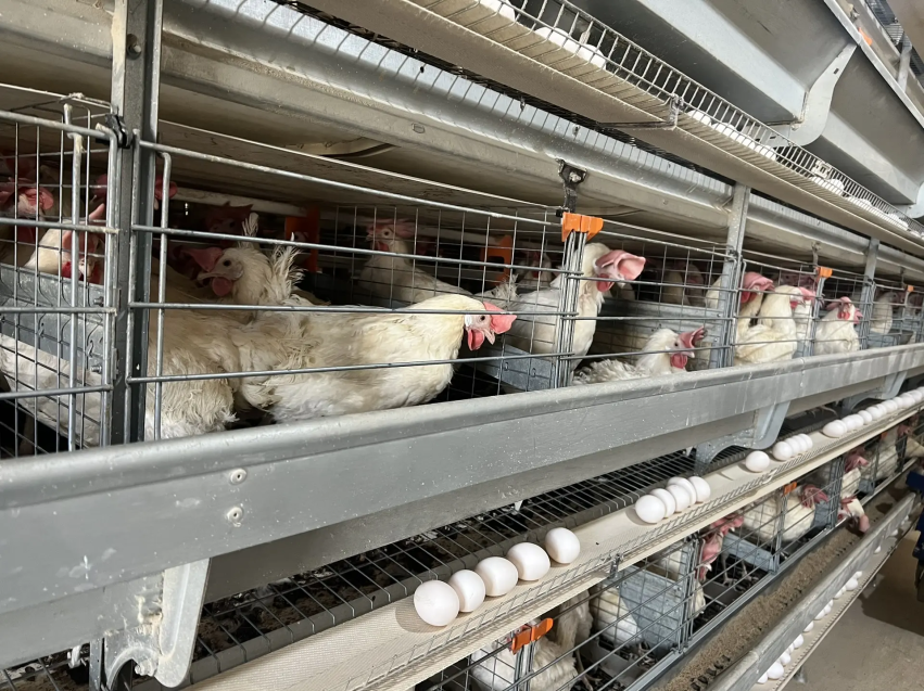 ​В Забайкалье перед Пасхой яйца дорожать не будут