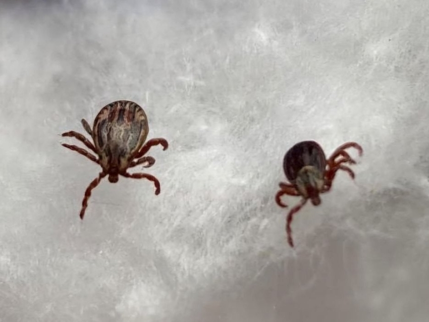 В Забайкалье начался сезон активности клещей