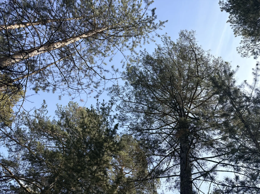 Особый противопожарный режим ввели на всей территории Забайкалья