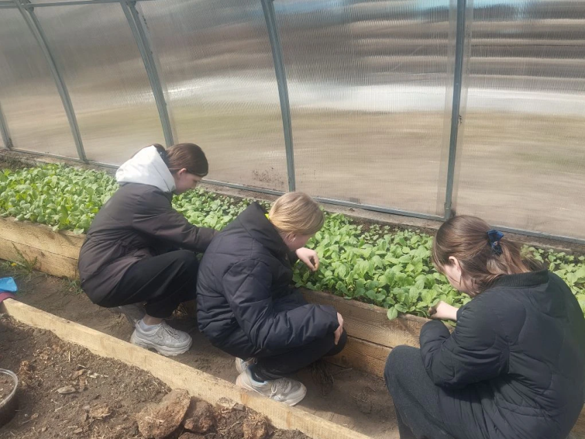 В забайкальских соцучреждениях воспитанники скоро будут есть первые овощи, выращенные собственными силами  