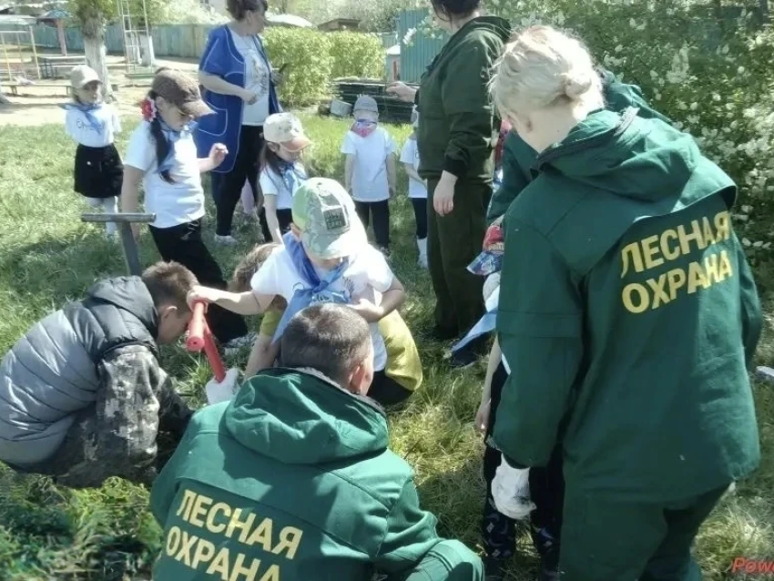 В Балейском округе детсадовцы высадили саженцы сосны 