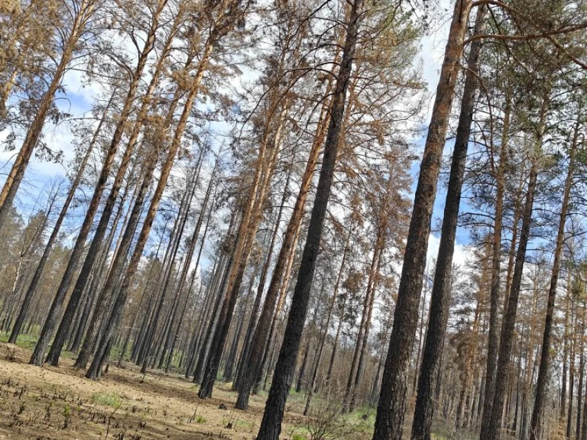 Минлес Забайкалья рассказал о планах по восстановлению леса в Атамановке после пожара 2025 года 