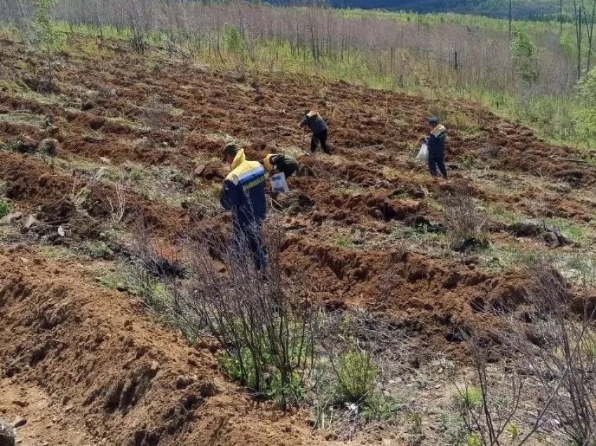 В Забайкаллесхозе рассказали сколько нужно сеянцев, чтобы вырастить гектар леса