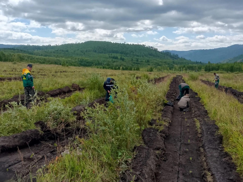 Дульдургинский участок Забайкаллесхоза завершает посадки лесных культур