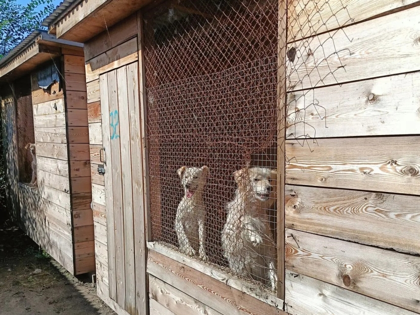 Руководитель Госветслужбы Забайкалья посетила приют для животных в Приаргунском округе