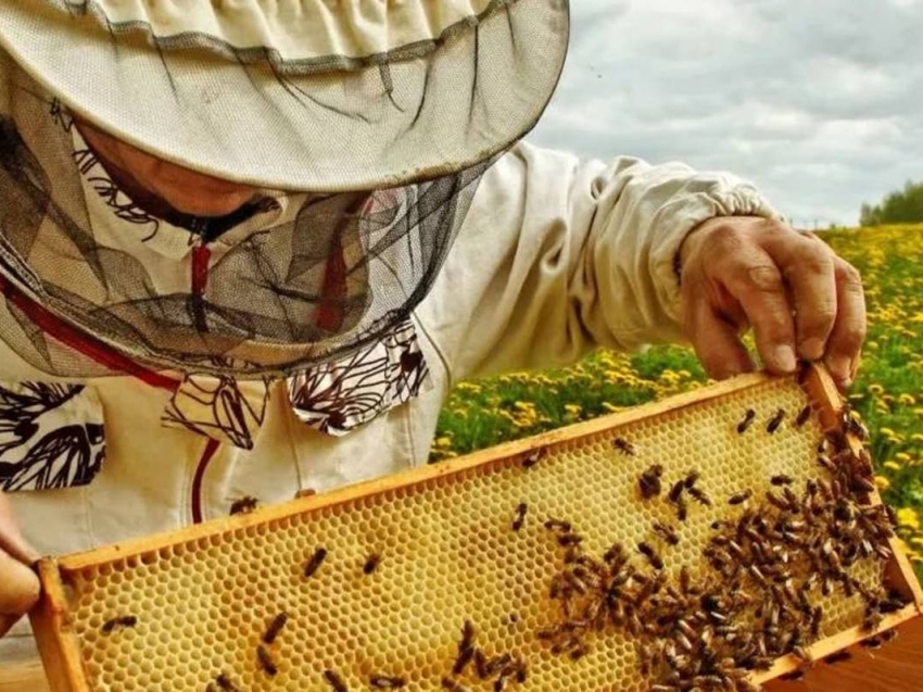 Союз пчеловодов Забайкальского края объединяет более 200 пчеловодческих хозяйств края