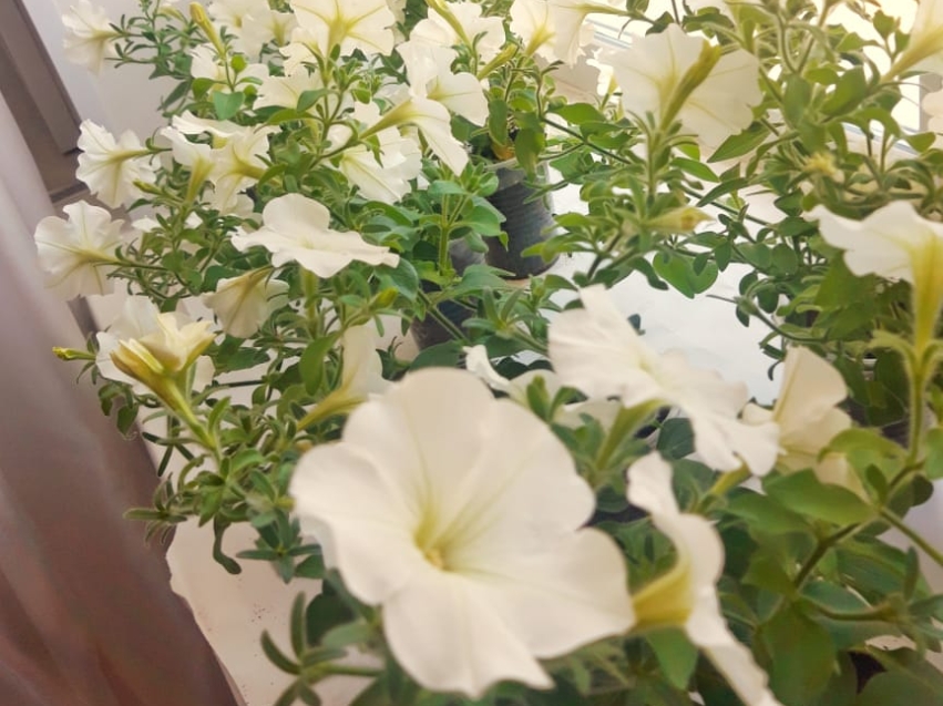Свадьбы читинцев будут проходить среди белых цветов