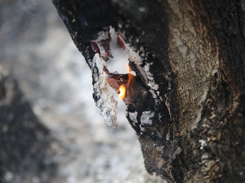 Пожароопасный период в забайкальском крае. Лесные пожары. Лесной пожар в марте. Лесные пожары в Приморском крае.