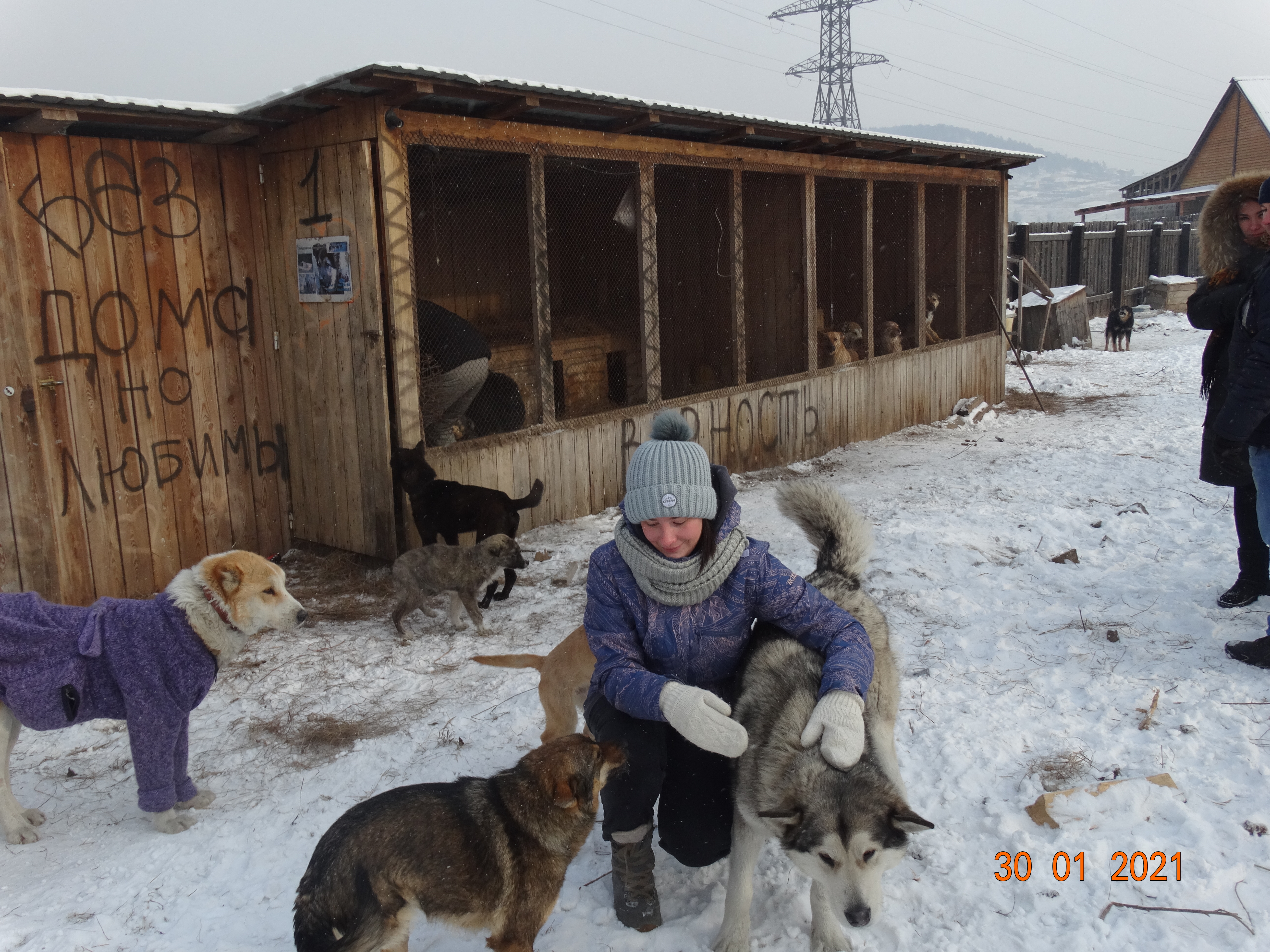 Приют собак в чите фото собак