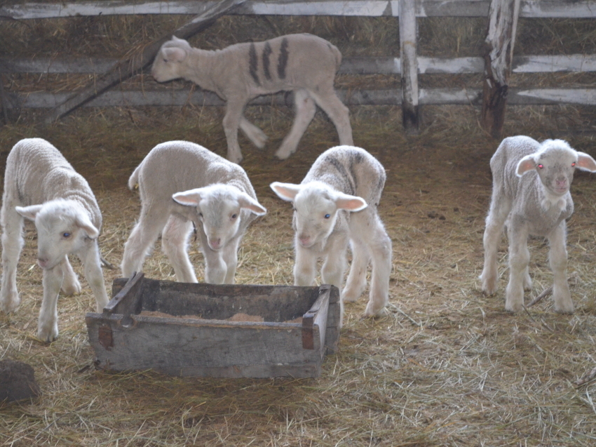 Более 20 тысяч овцематок  объягнилось в хозяйствах Агинского района
