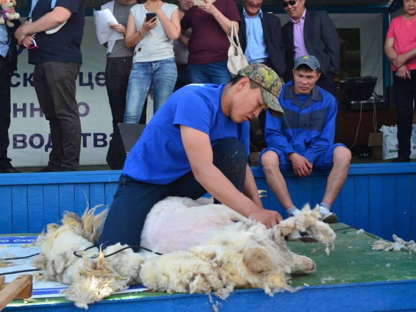 ​Фестиваль стрижки овец «Белое золото Аги» пройдет в первый раз в Агинском