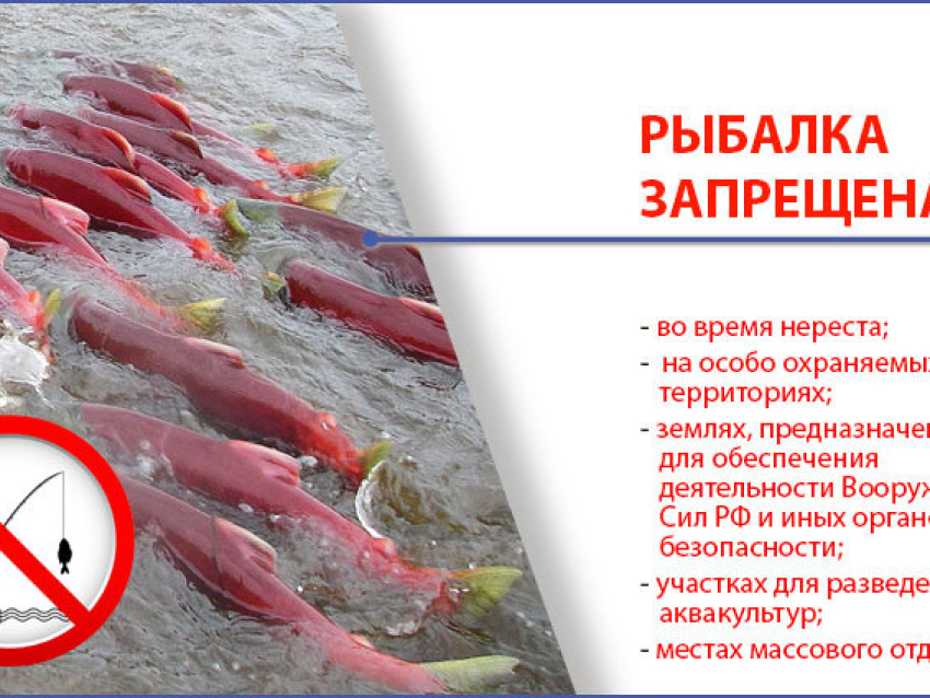 Рыболовный запрет 2025 московская область