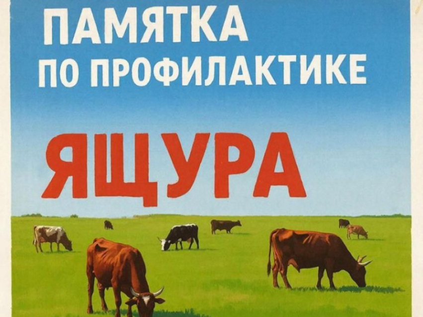 Ящур (афтозная лихорадка) – это острое вирусное заболевание, передающееся человеку от больных животных.