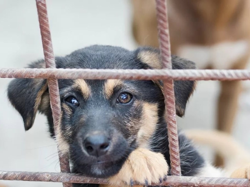 Администрация Читинского района напоминает жителям куда обращаться по отлову бродячих собак