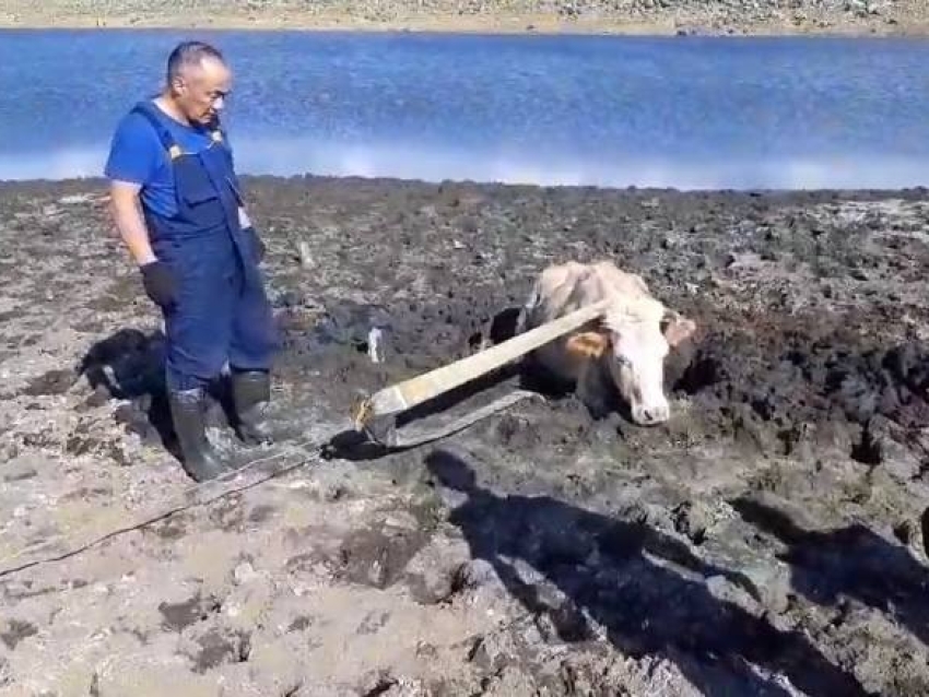 Сотрудники «Забайкалпожспаса» спасли из болота корову возле поселка Ивановка 