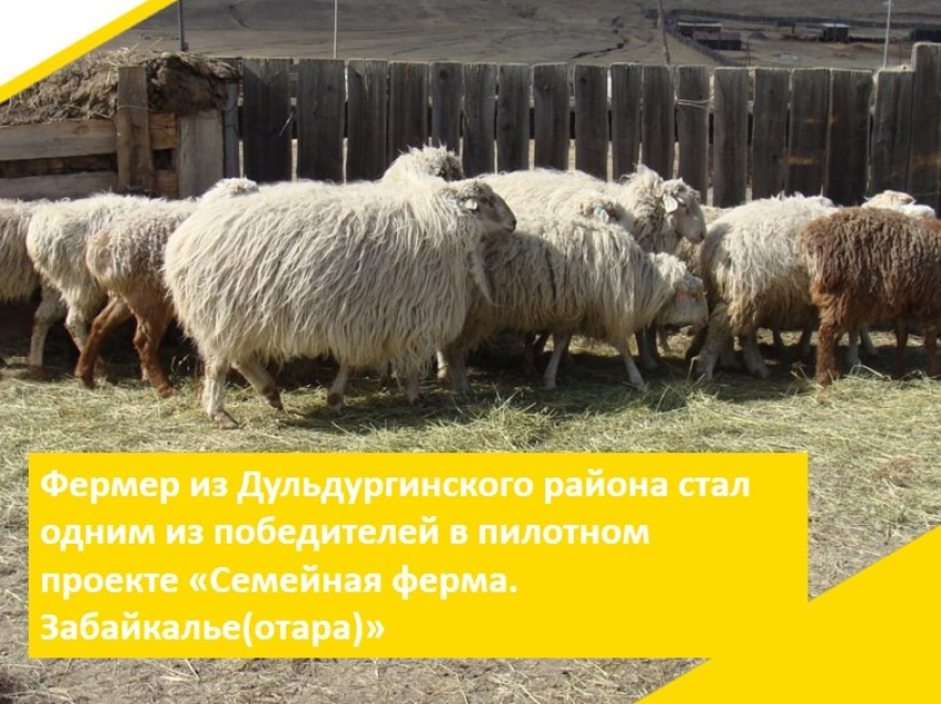 Фермер из Дульдургинского района стал одним из победителей в пилотном проекте «Семейная ферма. Забайкалье(отара)»