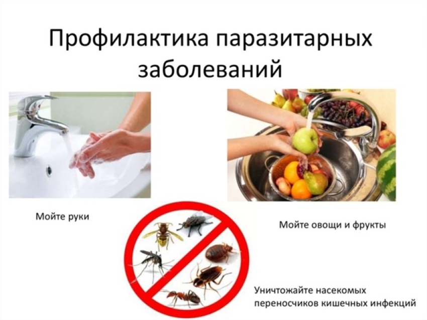 В летний период повышается риск заражения гельминтами 