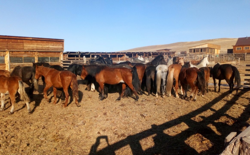 «72 лошади помещены на карантин в Читинском районе»