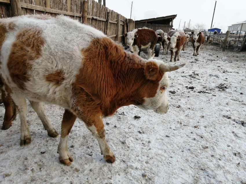 Ликвидация очагов заболевания животных ящуром в Приаргунском районе на 18.02.2020 год