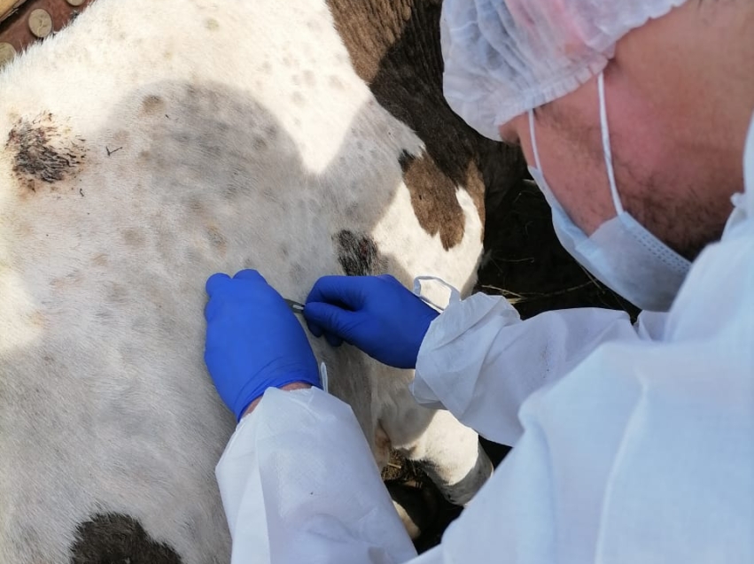 Вакцинация животных от опасного инфекционного заболевания началась в Забайкалье