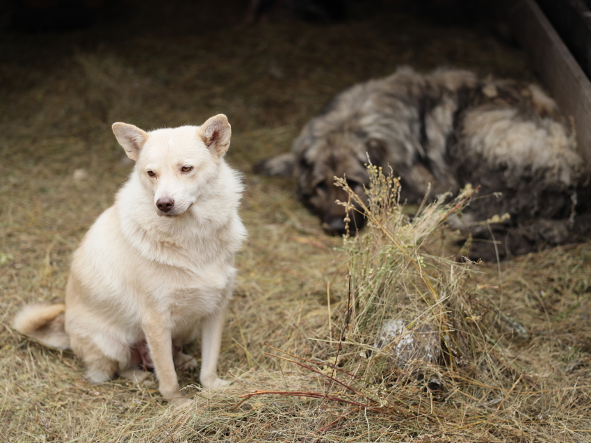 Работа по отлову бездомных животных в Забайкалье ведется в усиленном режиме